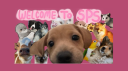 𐂯 Sugarcane Pet Sanctuary ! server banner