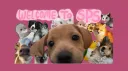 𐂯 Sugarcane Pet Sanctuary ! server banner