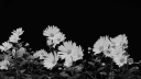 Oreo Empire | GLOBAL server banner