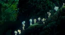 ๐
๐จ๐ซ๐๐ฌ๐ญ ๐๐ ๐๐ง๐๐ข๐๐ง๐ญ ๐๐ฉ๐ข๐ซ๐ข๐ญ๐ฌ Discord server banner