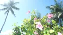 οΈ΅β§The Beach ShedΛββΉ β β banner
