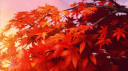 Zoom 🍁 #𝐒𝐒 Discord server banner