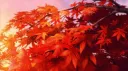 Zoom 🍁 #𝐒𝐒 Discord server banner