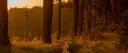 Campfire banner