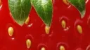 ╭‧ FRUIT SALAD server banner