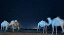 ᴄᴀʟᴍ ᴘʟᴀᴄᴇ server banner