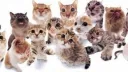 ﹕CALICO server banner