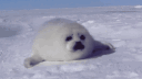 Seals server banner