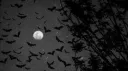 ⋆₊ . ˖ Bats banner