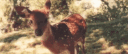 🐇   |   will byers   ⋆  ୧ Discord server banner