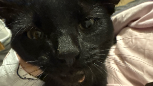 Prairie Discord server banner