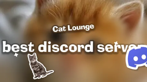 Cat Lounge banner