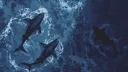 𐔌 ¹⁸⁺ . 🌊 ⋮𝐛𝐢𝐭𝐭𝐞𝐧 𝐛𝐲 𝐥𝐮𝐬𝐭.ᐟ ֹ 🐚 ₊ ꒱ banner
