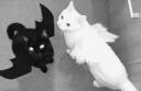 𝕭𝖎𝖙𝖈𝖍𝖈𝖔𝖗𝖊¹⁸⁺ Banner