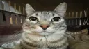 Whiskered World server banner