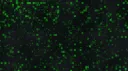 Black Gaming Lab server banner
