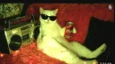 fat cat cult Discord server banner