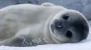 THE SEALS. banner
