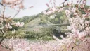 ꮚ ͚֯ 🌸 ა Flora﹒lays﹒decor﹒gwy #revamp Discord server banner
