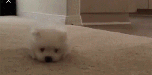 (♡ˊ͈ ꒳ ˋ͈) kage ! ╱ social :chat :hangout Discord server banner