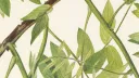 🌿𓈒 ຼ ͜𓐇˚ִִ 𝒂omori highsc͟h͟o͟ol ృ Discord server banner