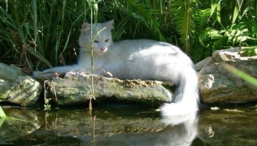 nymph ²⁰⁺ Discord server banner