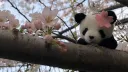 ¡ 献出你心 ! ˊˎ- ꨄ server banner