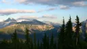 The Forest Discord server banner