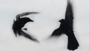 ππππππ ππππ β MULTIVERSE RP server banner