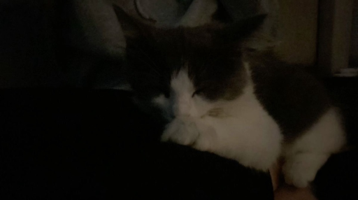 /morbid Discord server banner