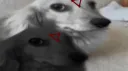 Jujutsu Kaisen; Shadow Discord server banner