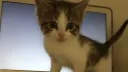 meows banner