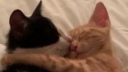 The Cuddle Club™ server banner