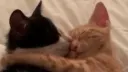 The Cuddle Club™ server banner