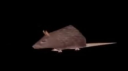Chainsaw Man Part 3 | In the Rat Rooms server banner