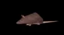 Chainsaw Man Part 3 | In the Rat Rooms Discord server banner