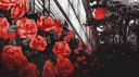 ⋆˚࿔ 𝜗↷🌹Rose Cove🌹𝜚˚⋆ Discord server banner