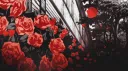 ⋆˚࿔ 𝜗↷🌹Rose Cove🌹𝜚˚⋆ Discord server banner