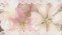 inflorescence 𝝑𝝔 Discord server banner