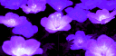 AERA ❦ banner