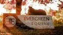 Evergreen Equine banner