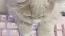 Meowkin 喵金 Discord server banner