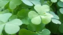 ୧ ‧₊˚ 🍵 ⋅ lushclove Discord server banner