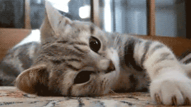 wisp | hangout • social • cats • gaming • sfw Discord server banner