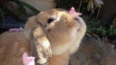 Cozy Corner Discord server banner