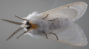 Moth Company Discord server banner
