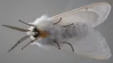 Moth company Discord server banner