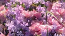 🌺🌹🌸𝑻𝒉𝒆 𝑭𝒂𝒊𝒓𝒚 𝑮𝒂𝒓𝒅𝒆𝒏🌸🌻💐 banner