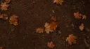 Autumn Leaves 🎃 banner