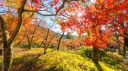 Autumn Leaves 🍁 Discord server banner